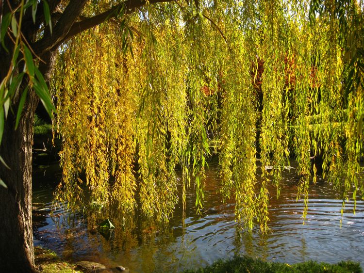 An afternoon at The Huntington during Christmas