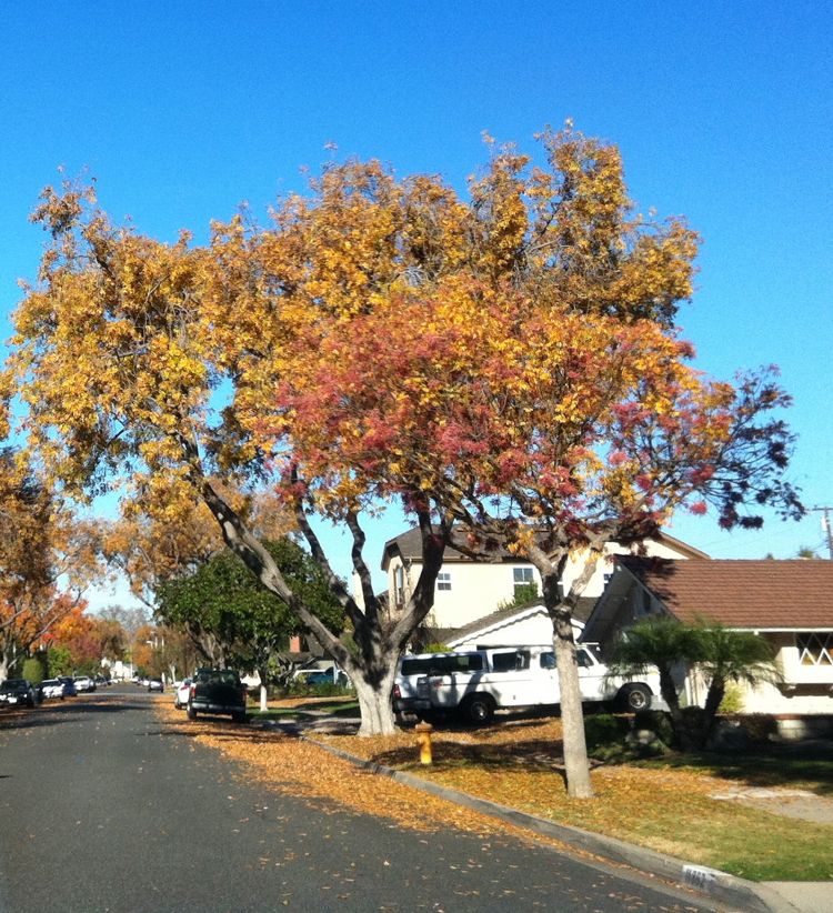 :umch, trees and dancing