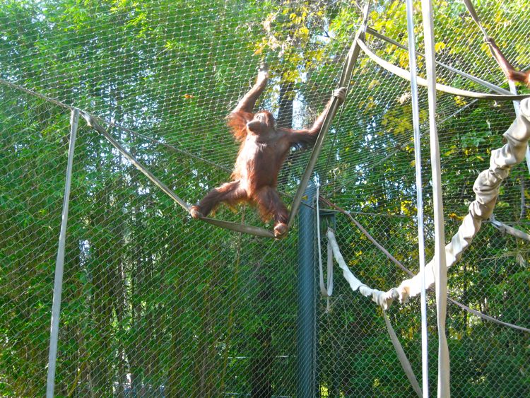 Visit to the LA Zoo Christmas 2010