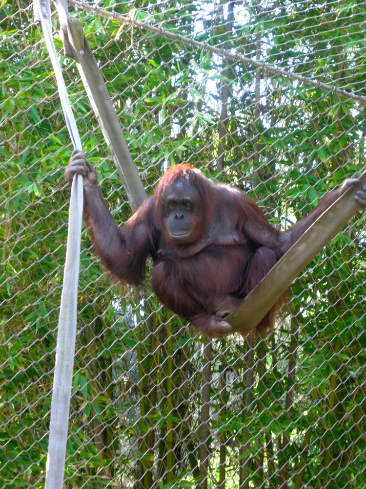 Visit to the LA Zoo Christmas 2010