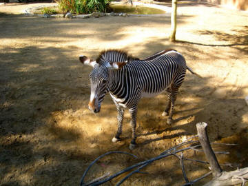 Visit to the LA Zoo Christmas 2010