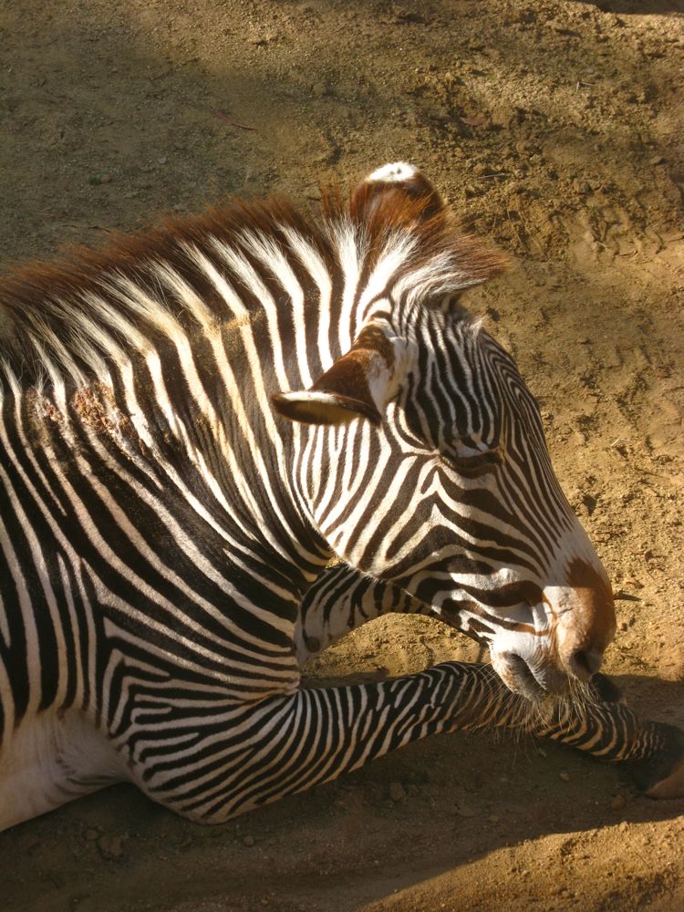 Visit to the LA Zoo Christmas 2010