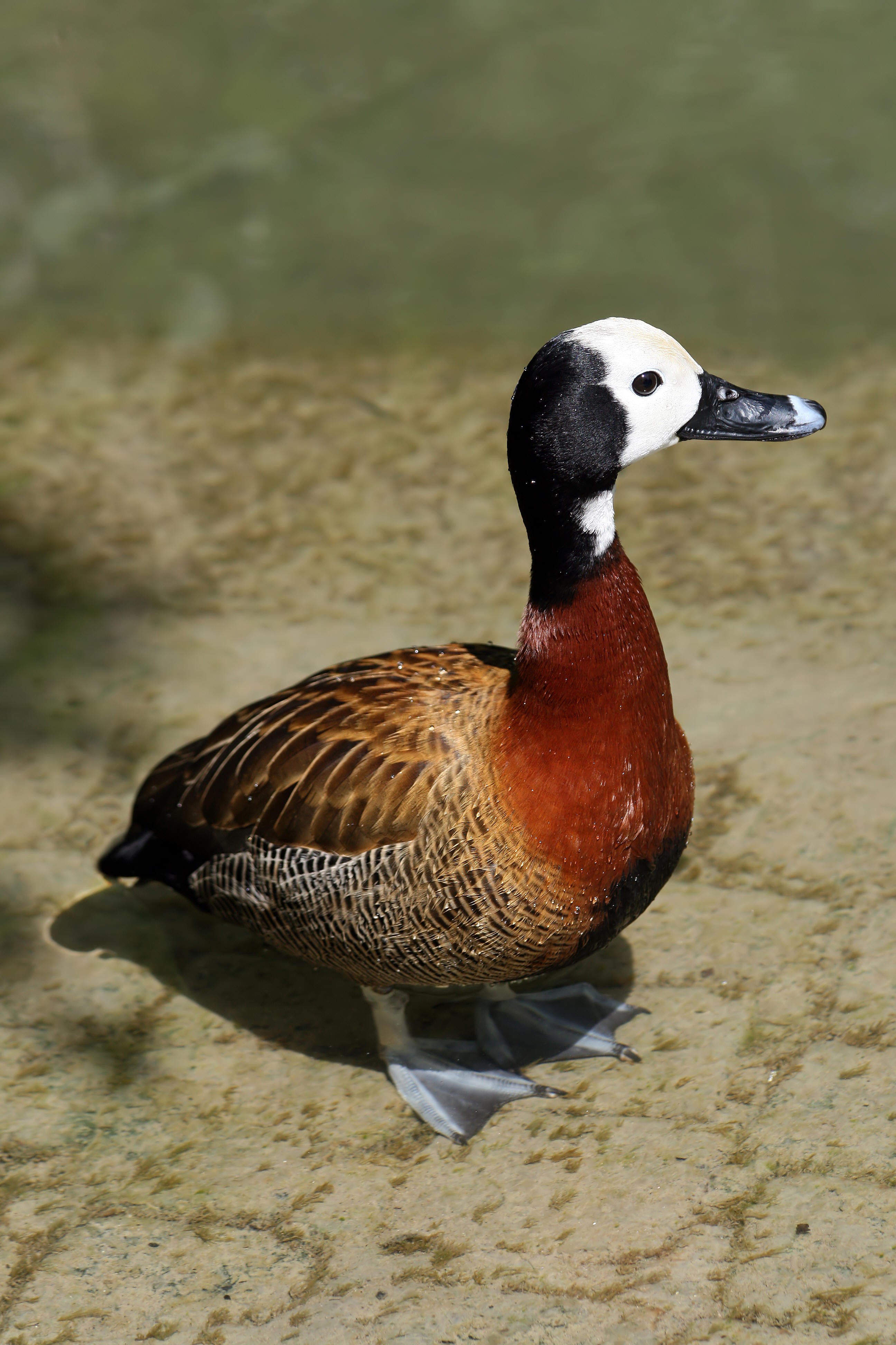 whistling duck