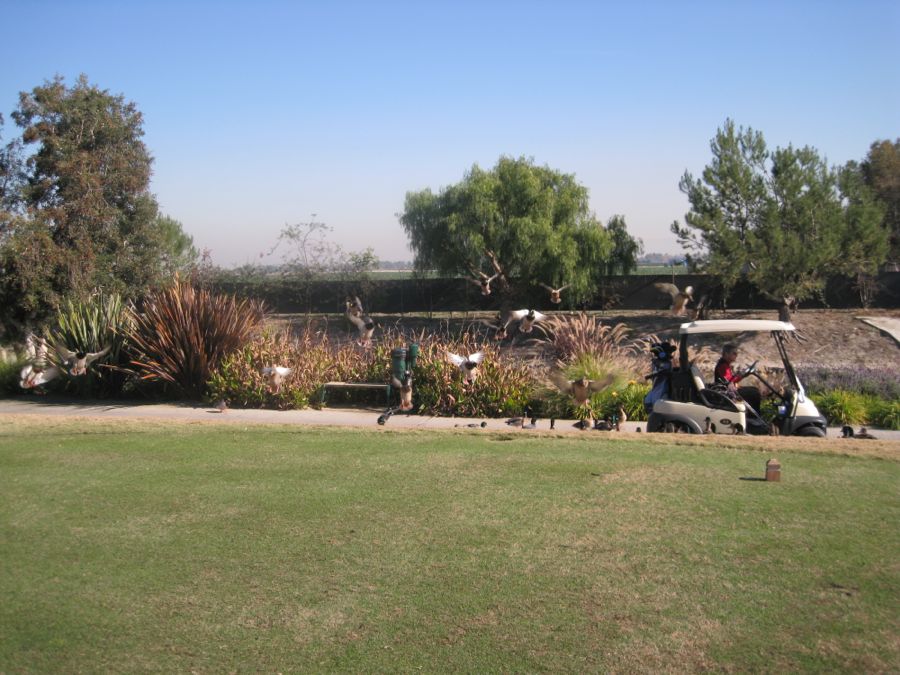 Dancing at Santa Ana Elks and playing golf with the pelicans