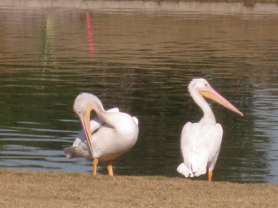 Dancing at Santa Ana Elks and playing golf with the pelicans