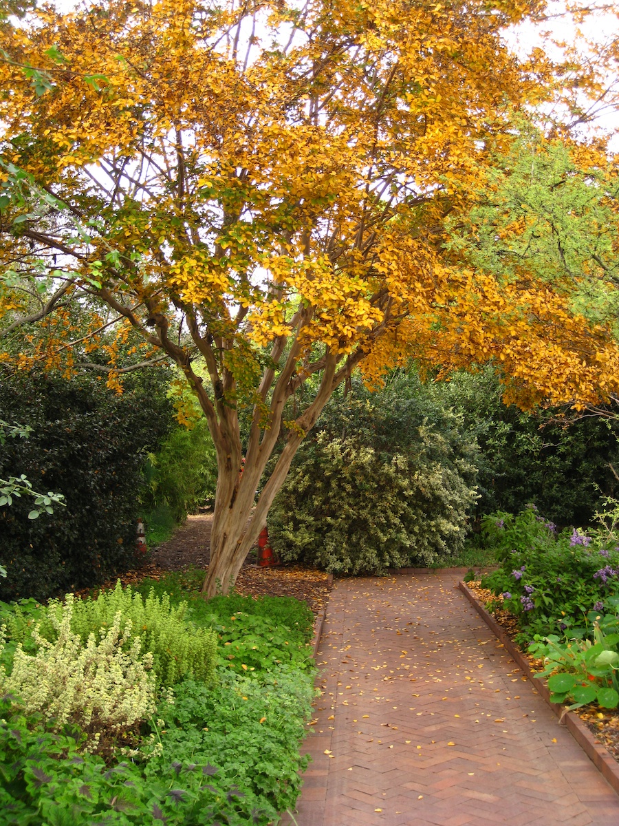 A visit to the Huntington Libary & Gardens 12/4/2012