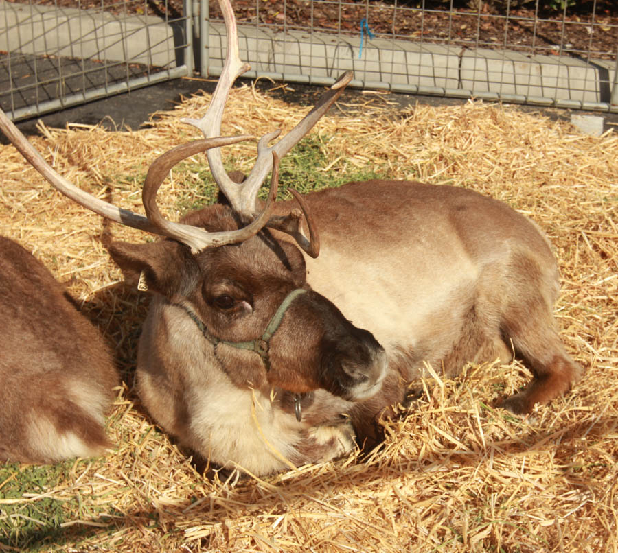 Santa Brunch 2014 with the Vallari's at Old Ranch