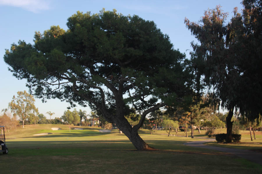 Golf at Old Ranch 12/9/2014