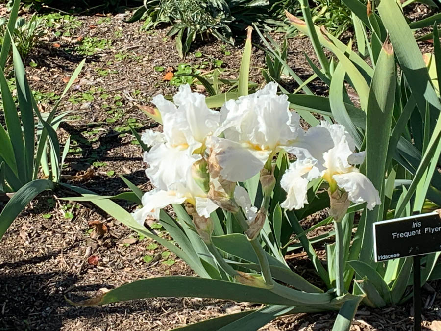 Huntington Library And Gardens 12/13/2018 With Brain And Jan Finch