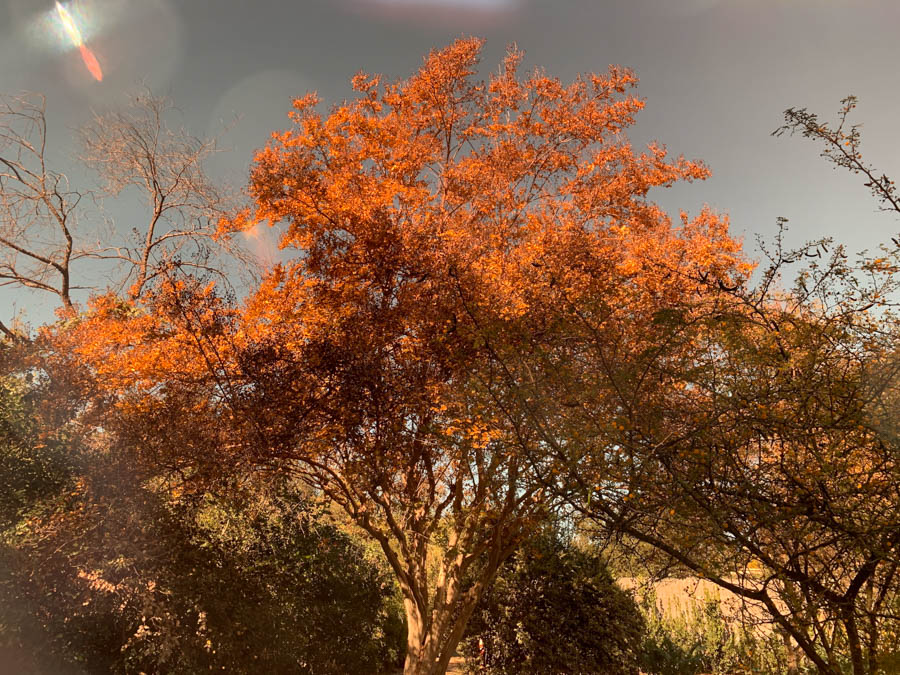 Huntington Library And Gardens 12/13/2018 With Brain And Jan Finch