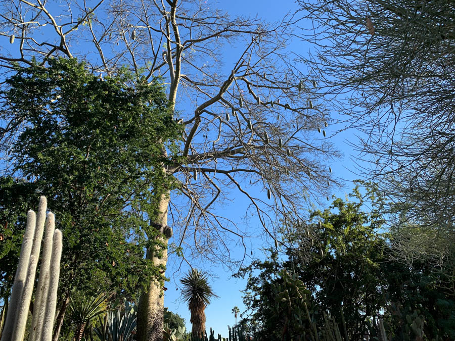 Huntington Library And Gardens 12/13/2018 With Brain And Jan Finch