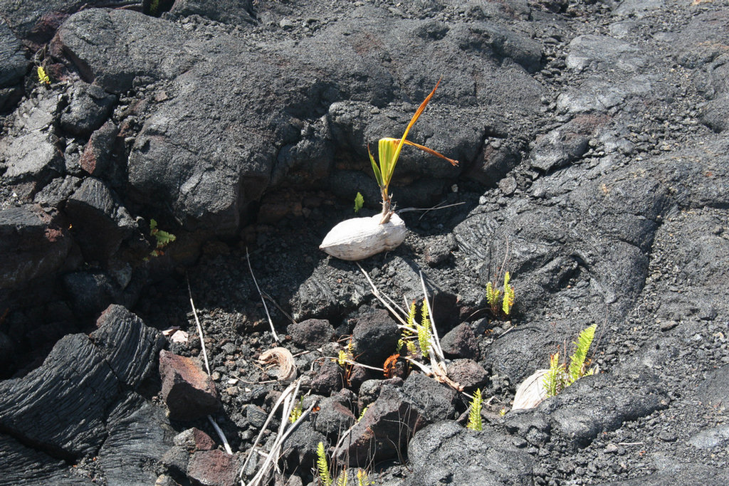 Waling The Lava Fields On Hilo