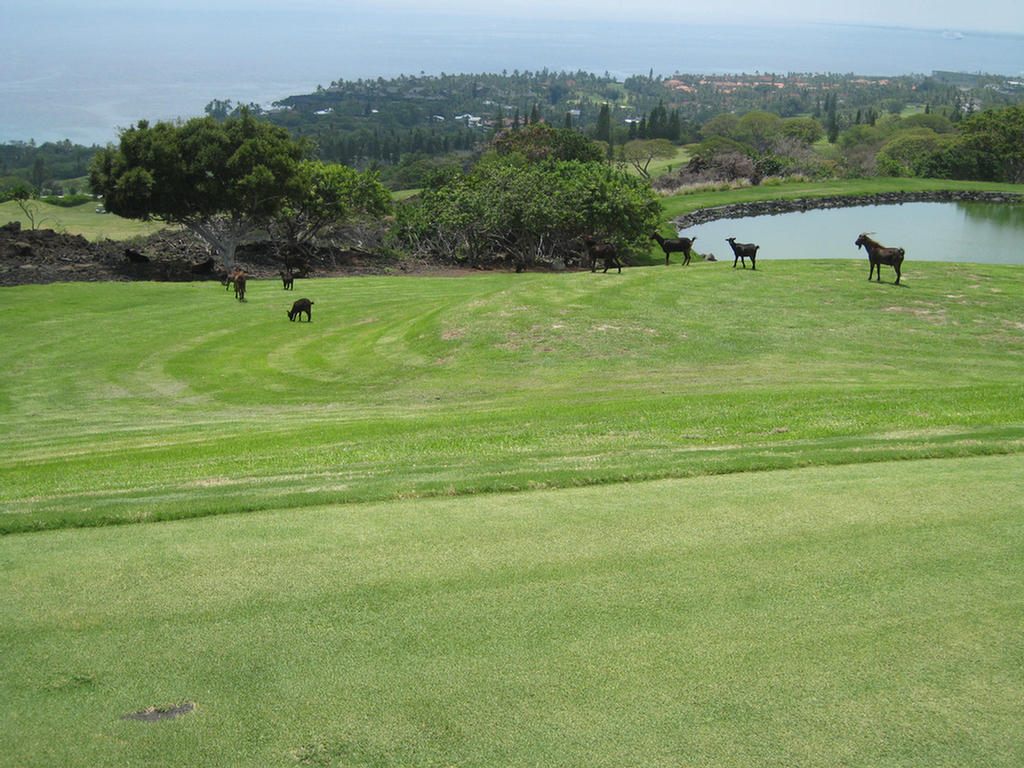 Kona Golf Adventure