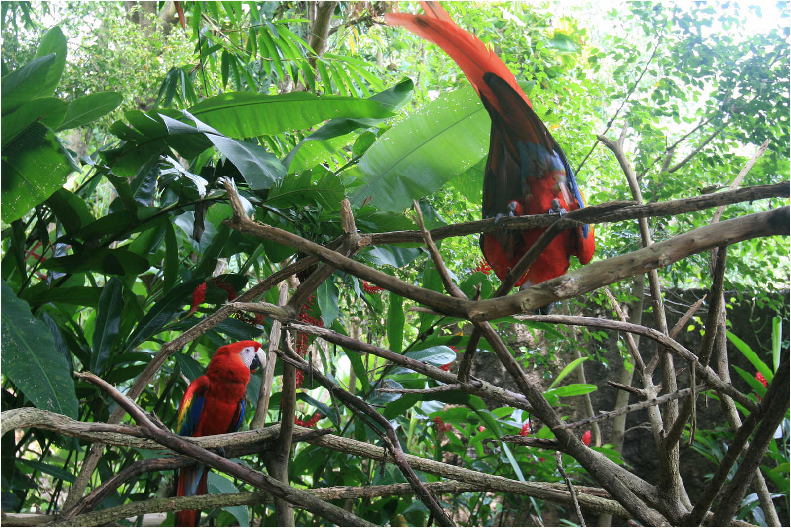 Guatemala's Walk Through Zoo