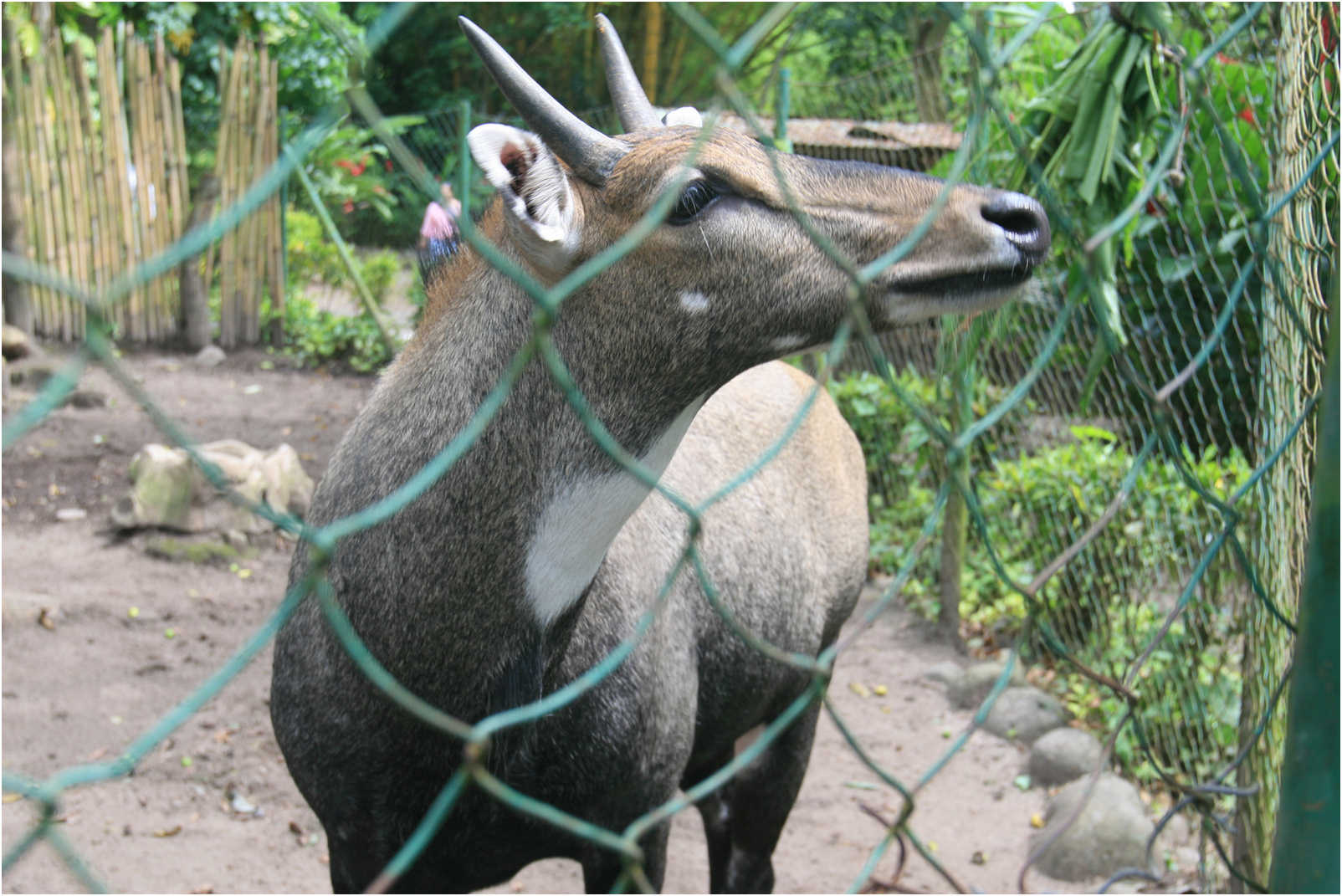 Guatemala's Walk Through Zoo