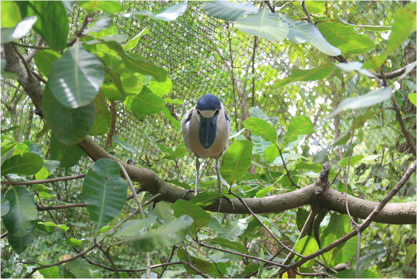 Guatemala's Walk Through Zoo