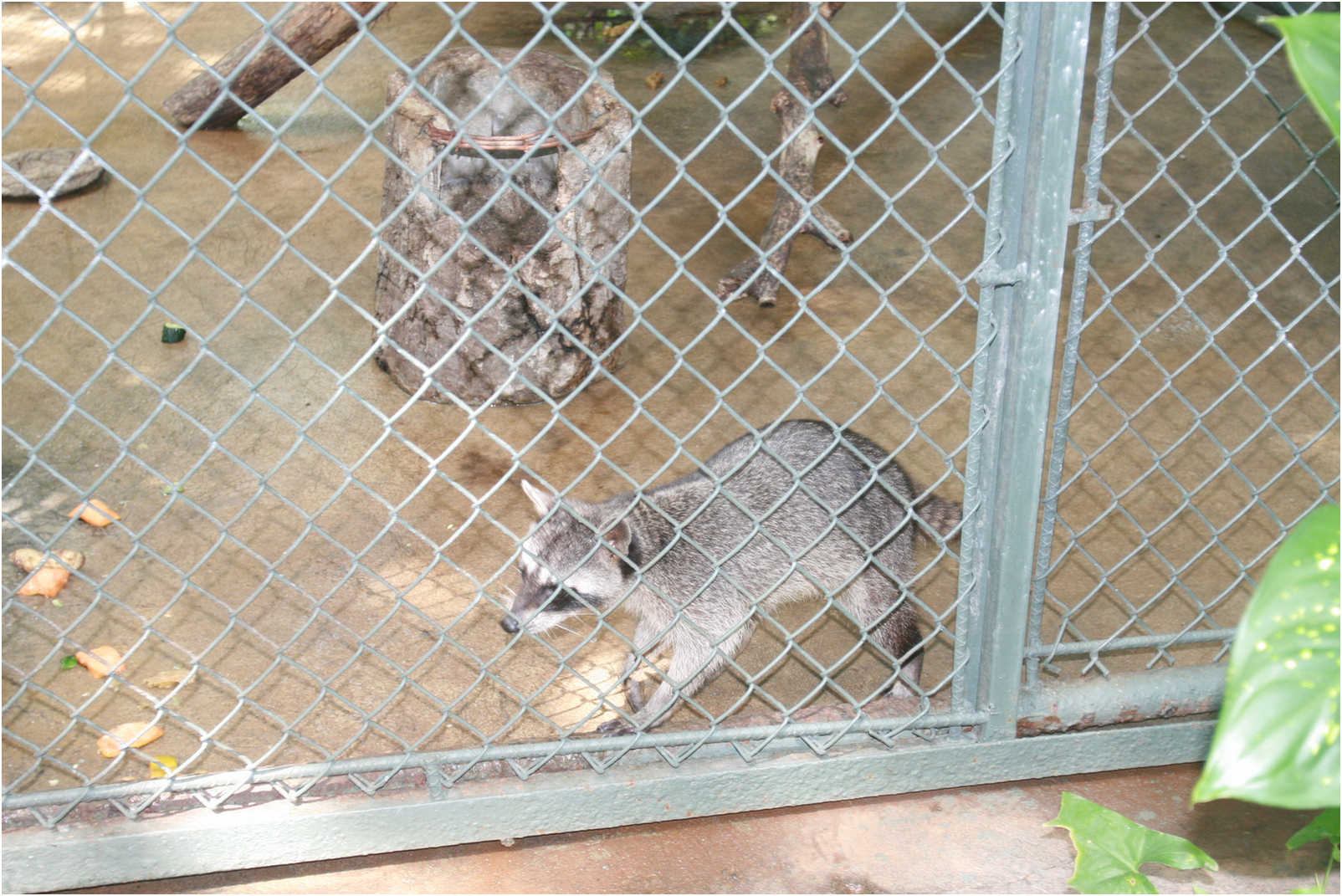 Guatemala's Walk Through Zoo