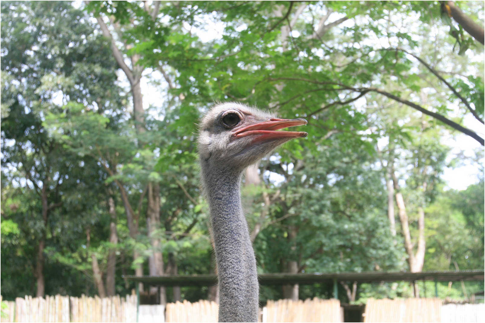 Guatemala's Walk Through Zoo