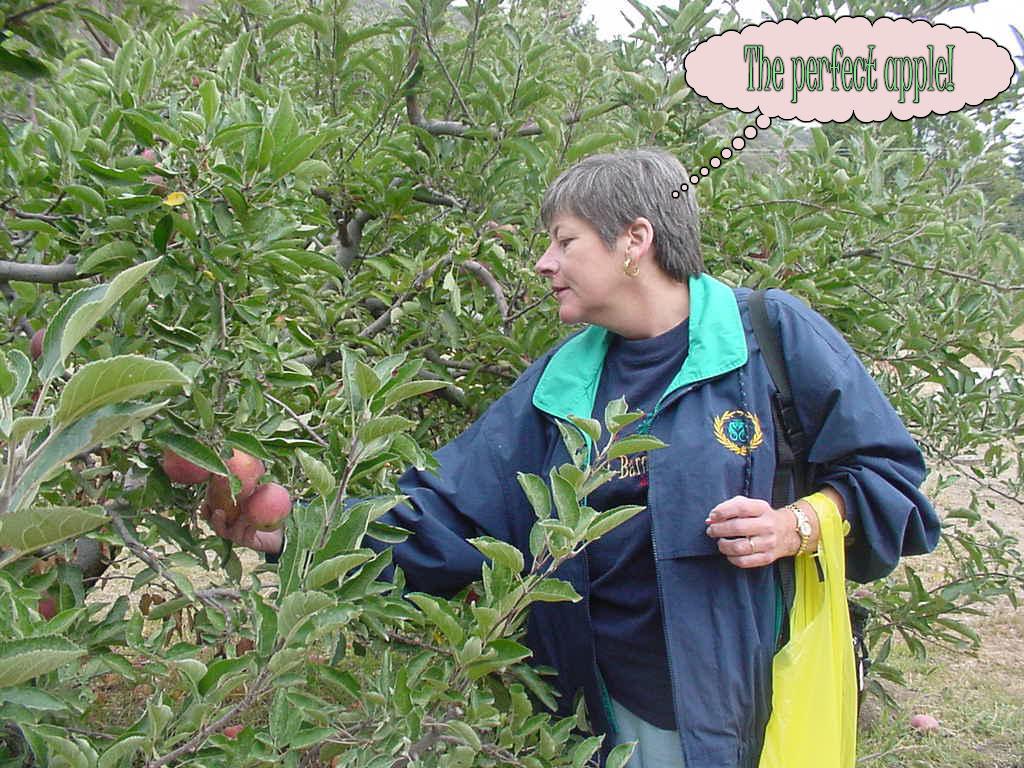 Apple Picking