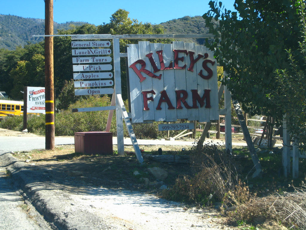 Apple Picking 2007