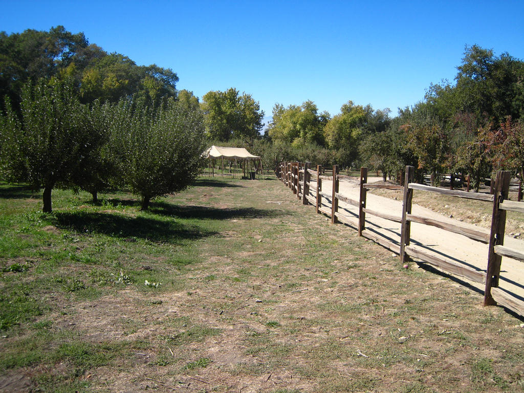 Apple Picking 2007