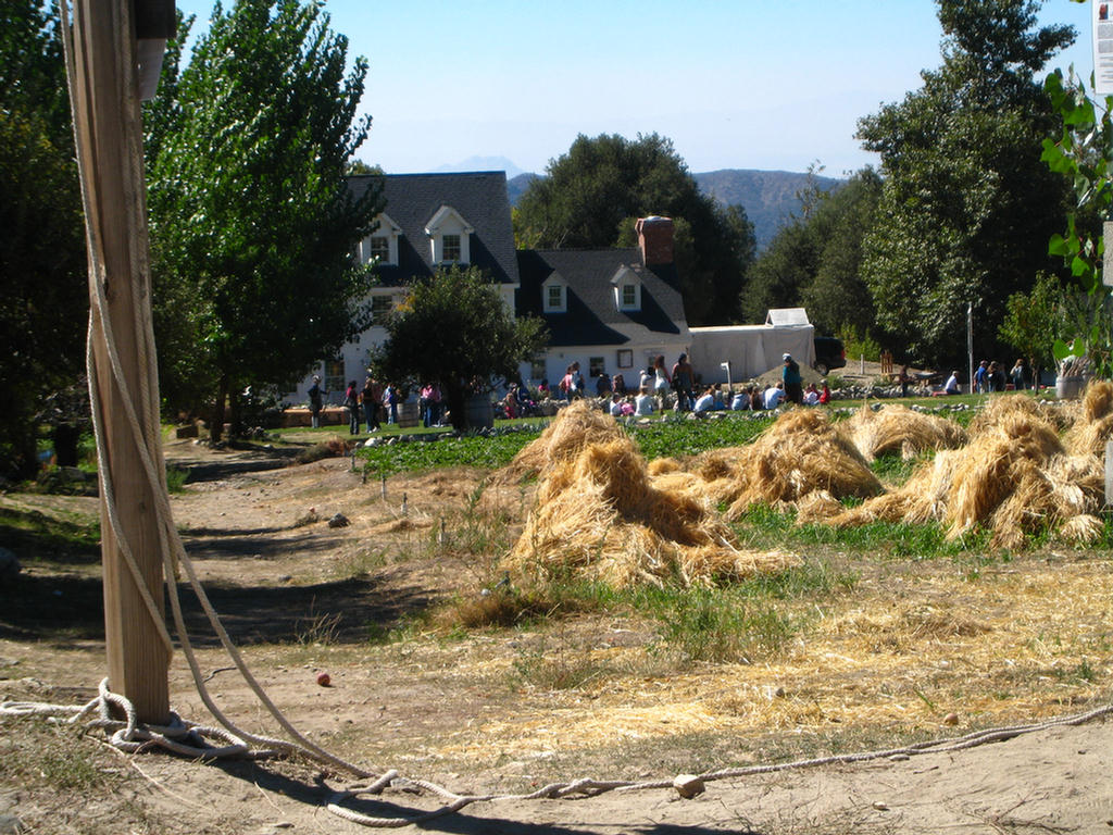 Apple Picking 2007