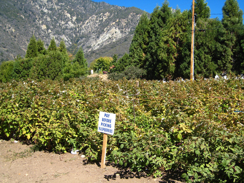 Apple Picking 2007