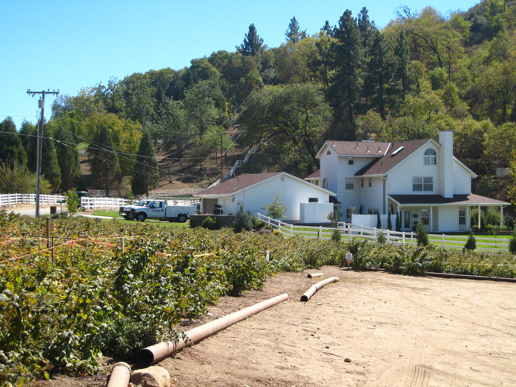 Apple Picking 2007