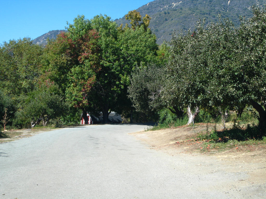 Apple Picking 2007