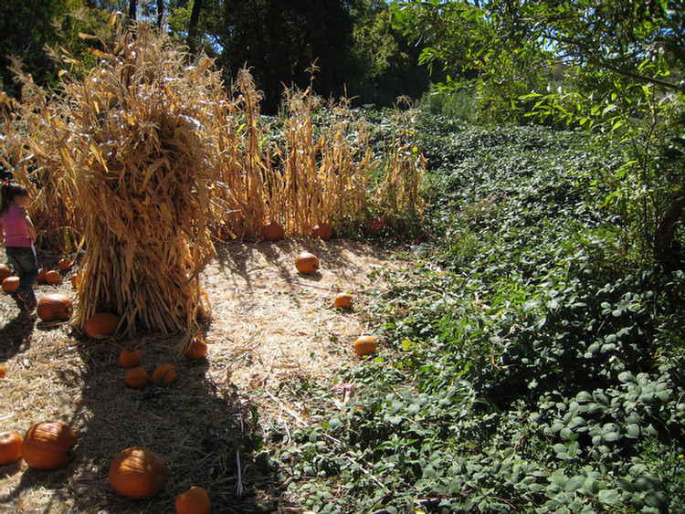 Apple Picking 2009