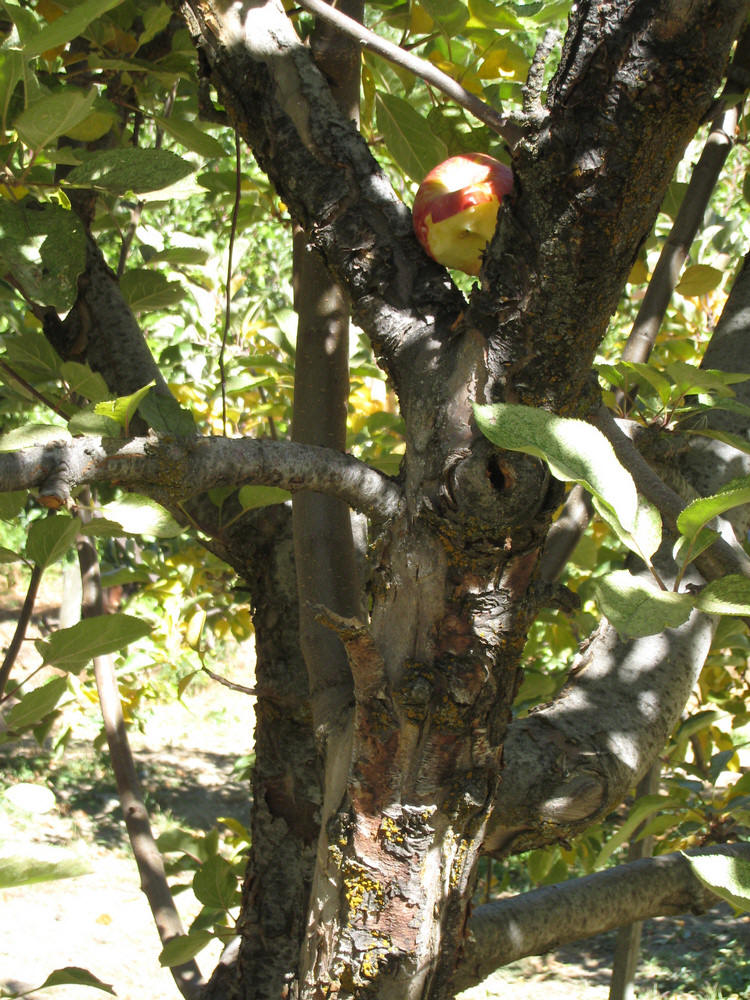 Apple Picking 2009