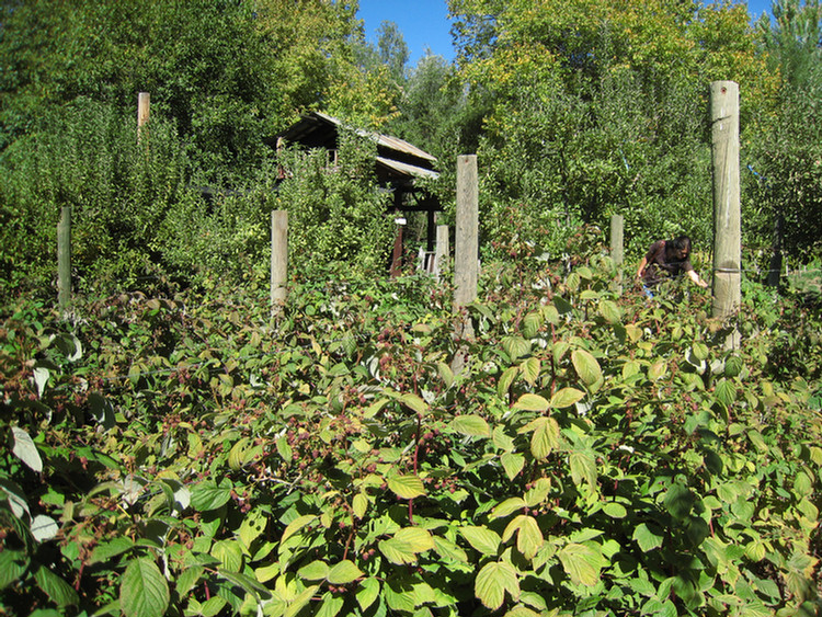 Apple Picking 2009