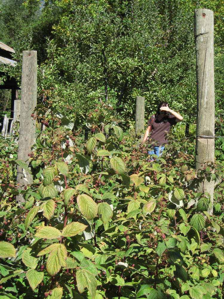 Apple Picking 2009