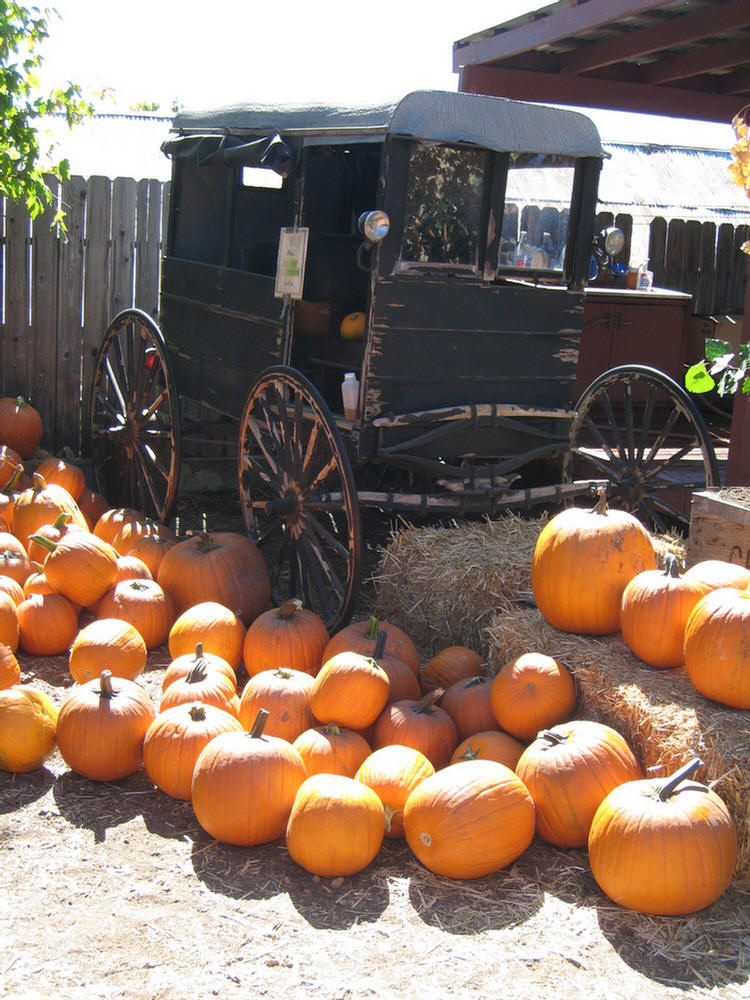 Apple Picking 2009