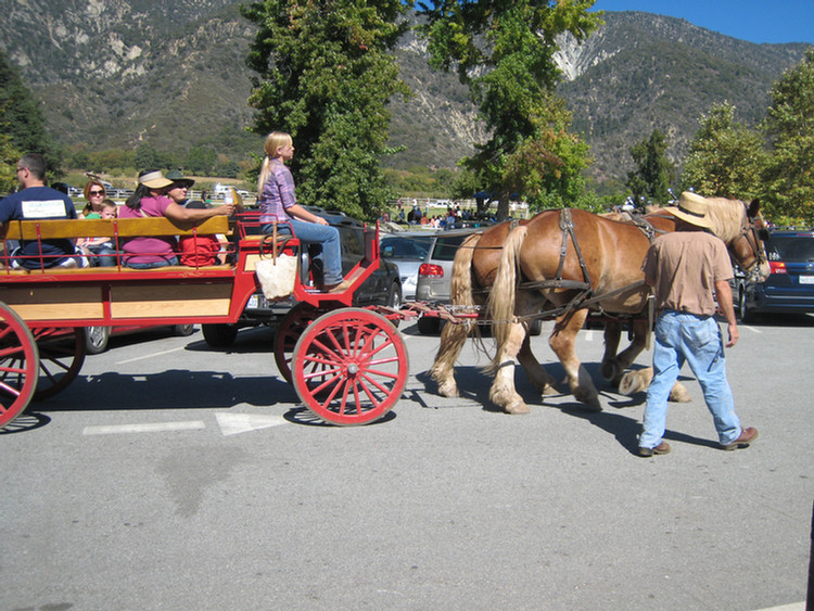 Apple Picking 2009