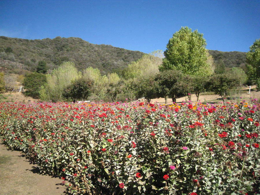 Apple picking in Oak Glen California October 2014