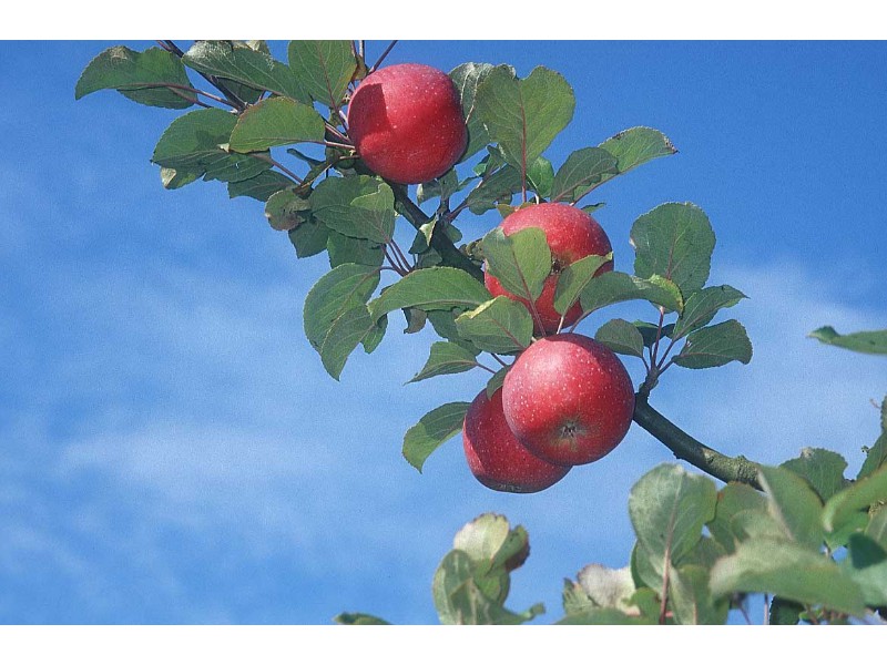 It's Apple Picking Time