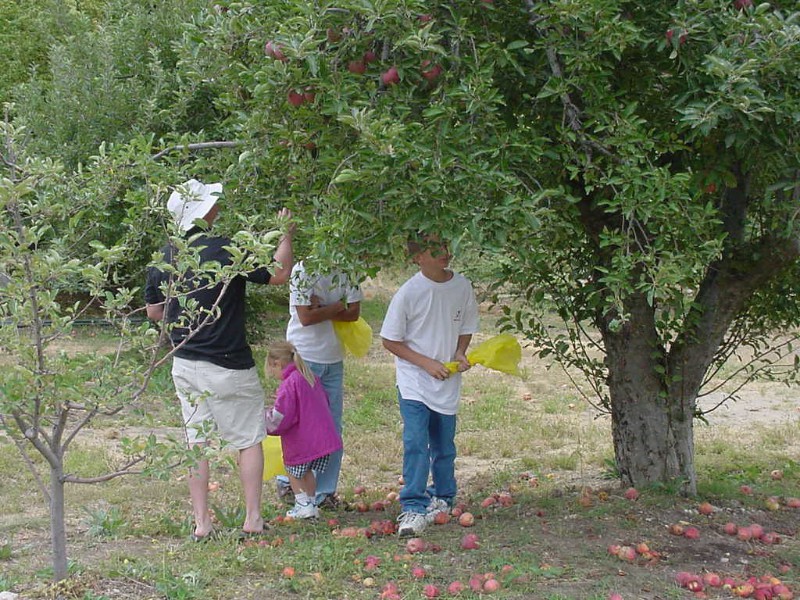 Picking The Apples Was Fun (2000)