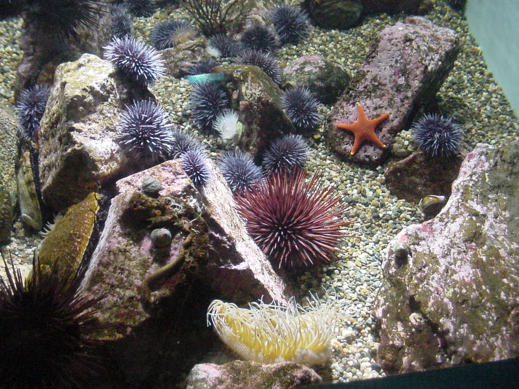 Aquarium Of The Pacific