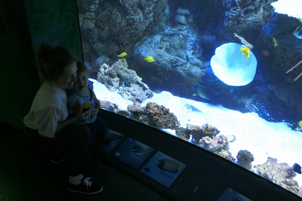 Theo's First Aquarium Visit