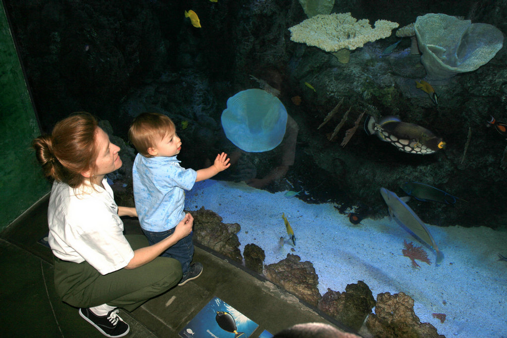 Thoe's First Aquarium Visit