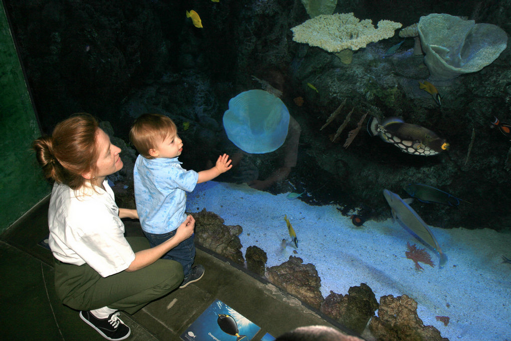 Theo's First Aquarium Visit