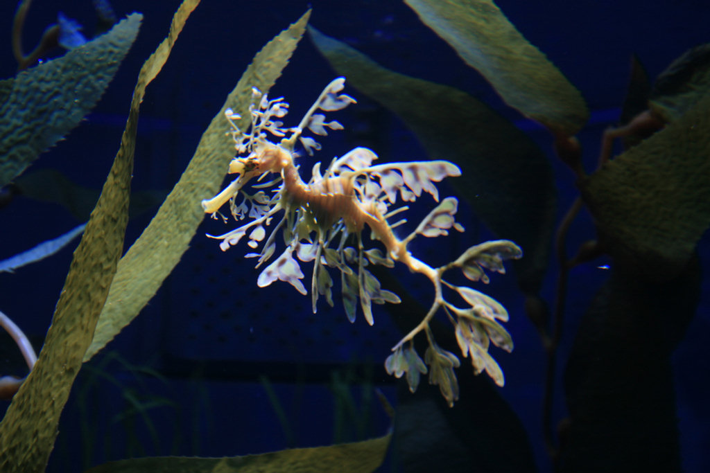 Theo's First Aquarium Visit