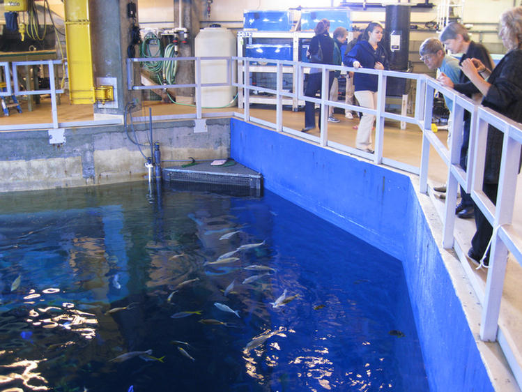 Adult Night At The Aquarium