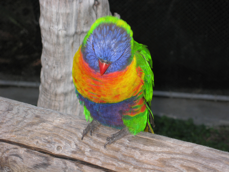 Lorikeets