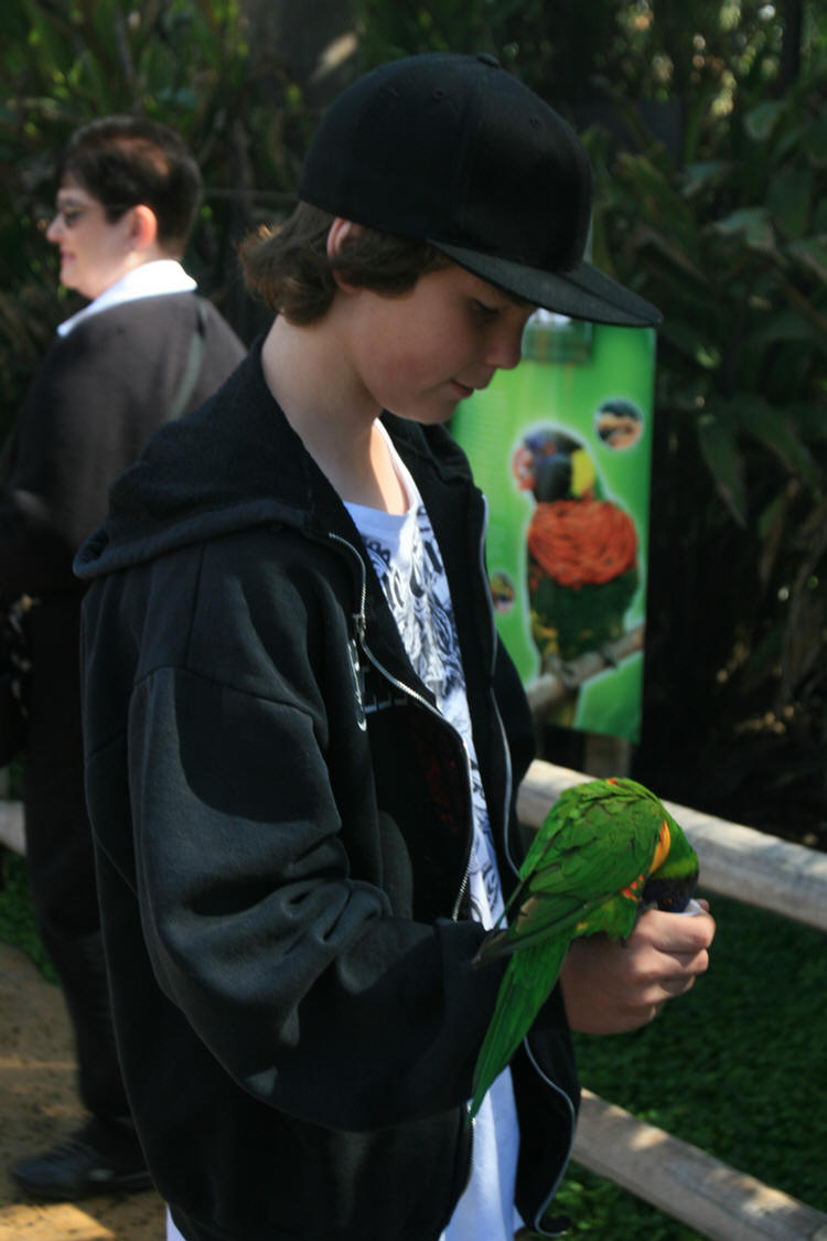 Lorikeets