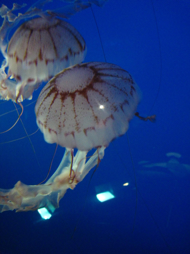 Aquarium Late Night November 2009