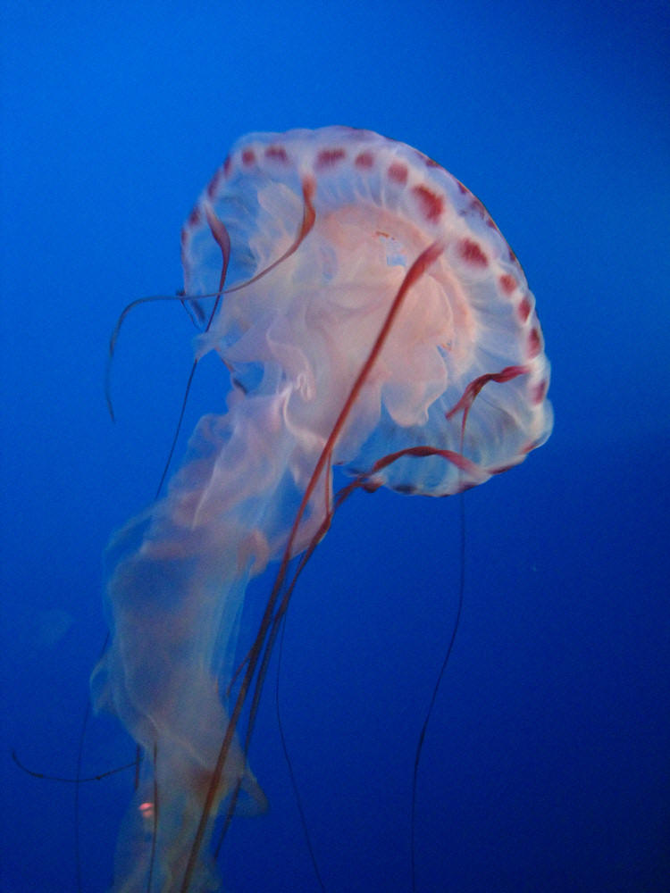 Aquarium Late Night November 2009