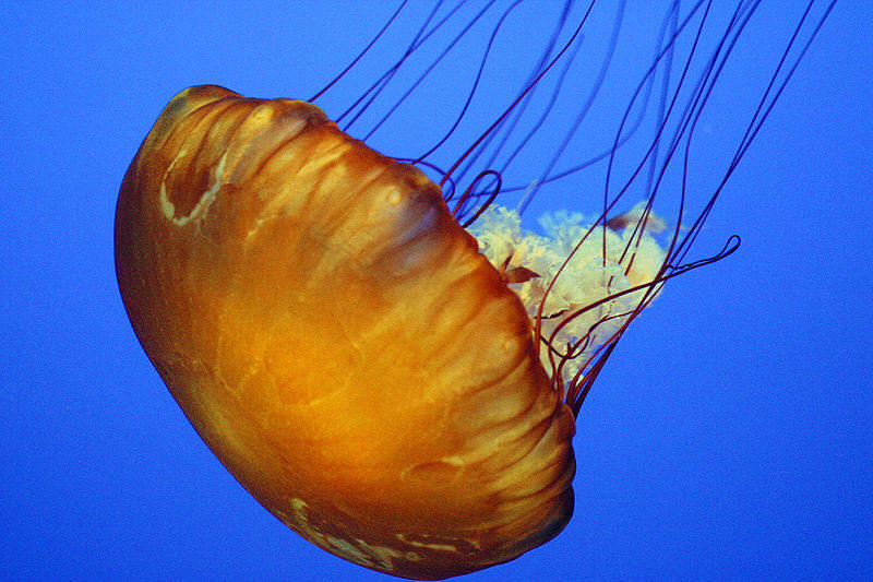 Sea Nettle