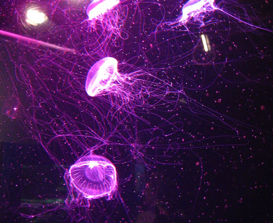 Aquarium visit May 2011 with Theo